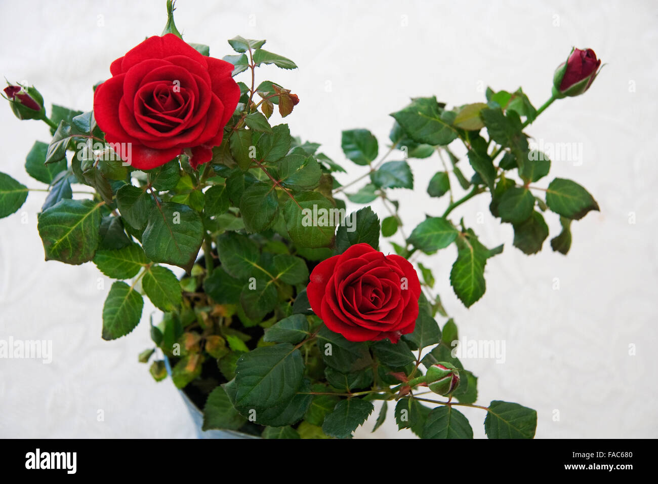 Red roses Stock Photo