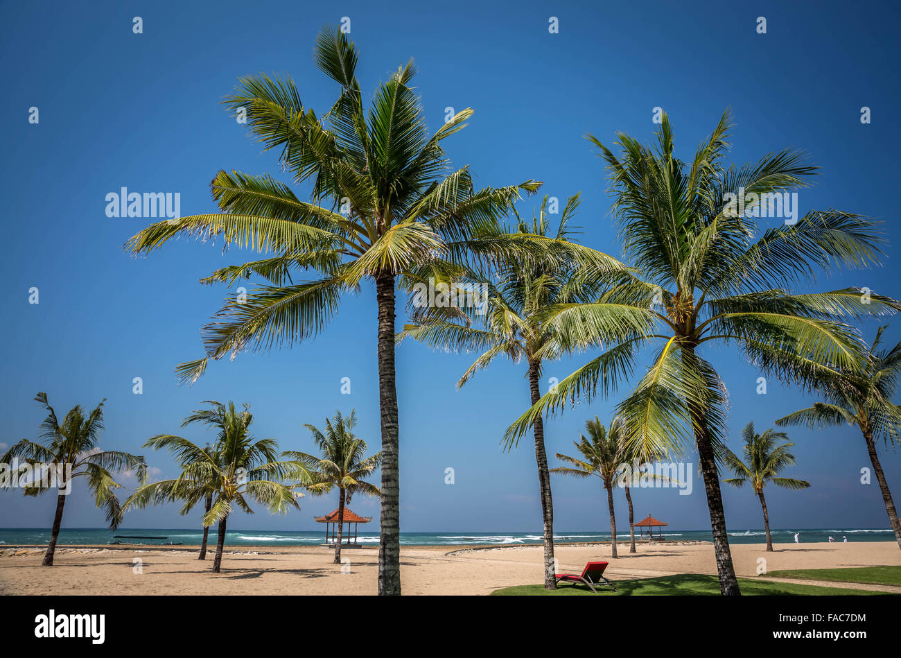 coconut, tree, trees, blue, sky, beach, green Stock Photo
