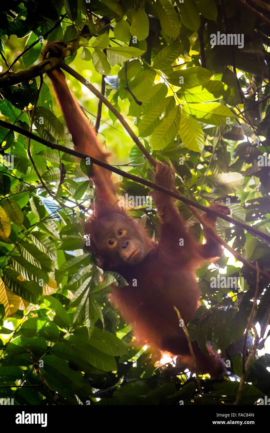 Juvenile orangutan, northeast bornean orangutan subspecies (Pongo pygmaeus morio) in Kutai National Park, Indonesia. Stock Photo