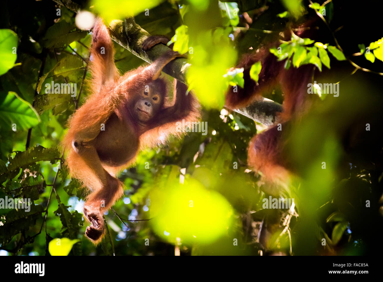 Wild juvenile northeast bornean orangutan (Pongo pygmaeus morio) hanging on tree branch in natural habitat in Kutai National Park. Stock Photo