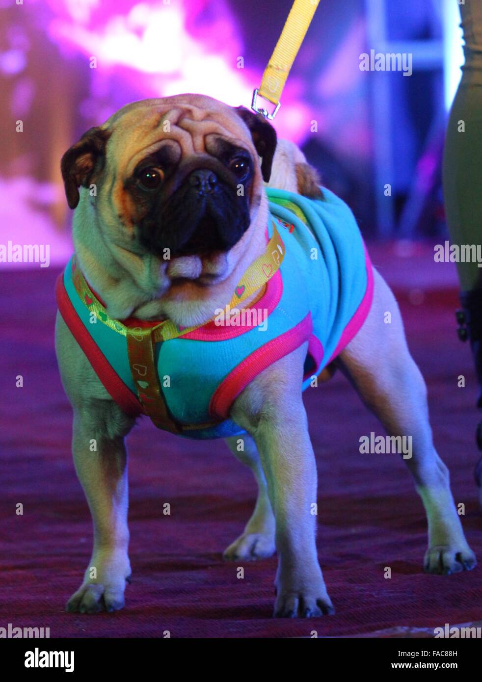 Kathmandu, Nepal. 26th Dec, 2015. A dog walks the runway during a dog fashion show called 'Dog on the Ramp' in Kathmandu, Nepal, Dec. 26, 2015. The fashion show was organized for the first time in Nepal to showcase various breeds of dogs. Credit:  Sunil Sharma/Xinhua/Alamy Live News Stock Photo