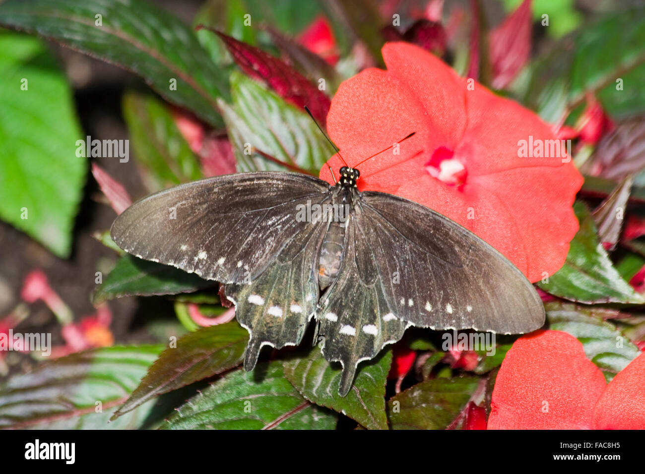 The Pipevine Swallowtail Butterfly (Battus philenor) Stock Photo