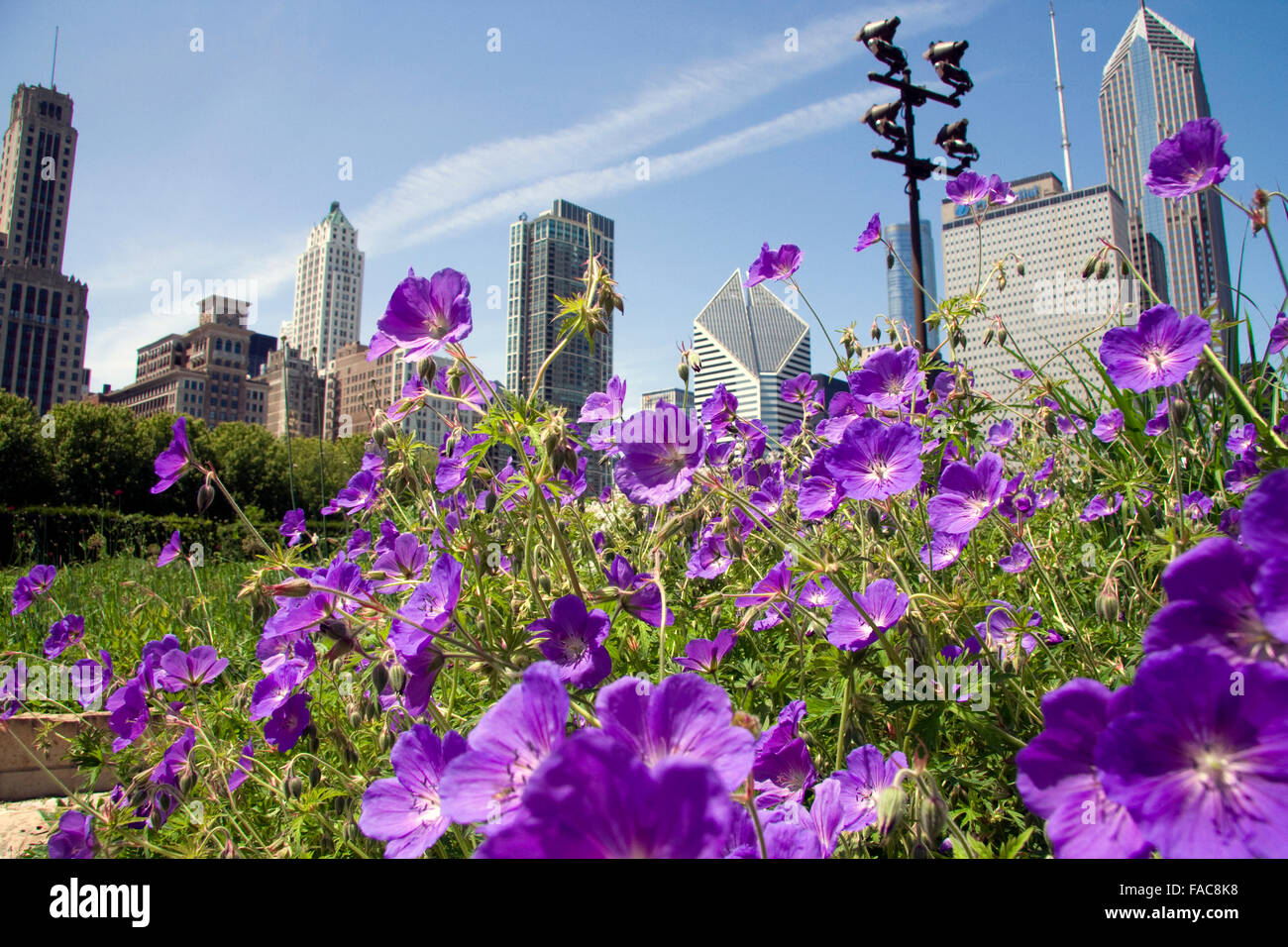 Chicago Millennium Park flowers Stock Photo Alamy