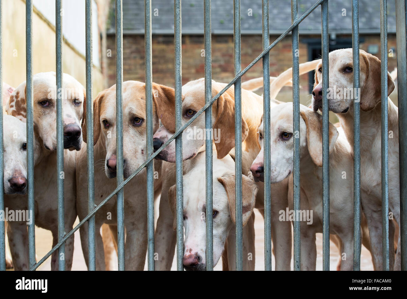 Hunt kennel hi res stock photography and images Alamy