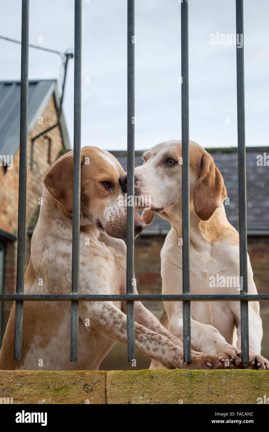 North Cotswold Hunt foxhounds in kennels at the boxing day meet. Broadway,  Worcestershire, England Stock Photo - Alamy
