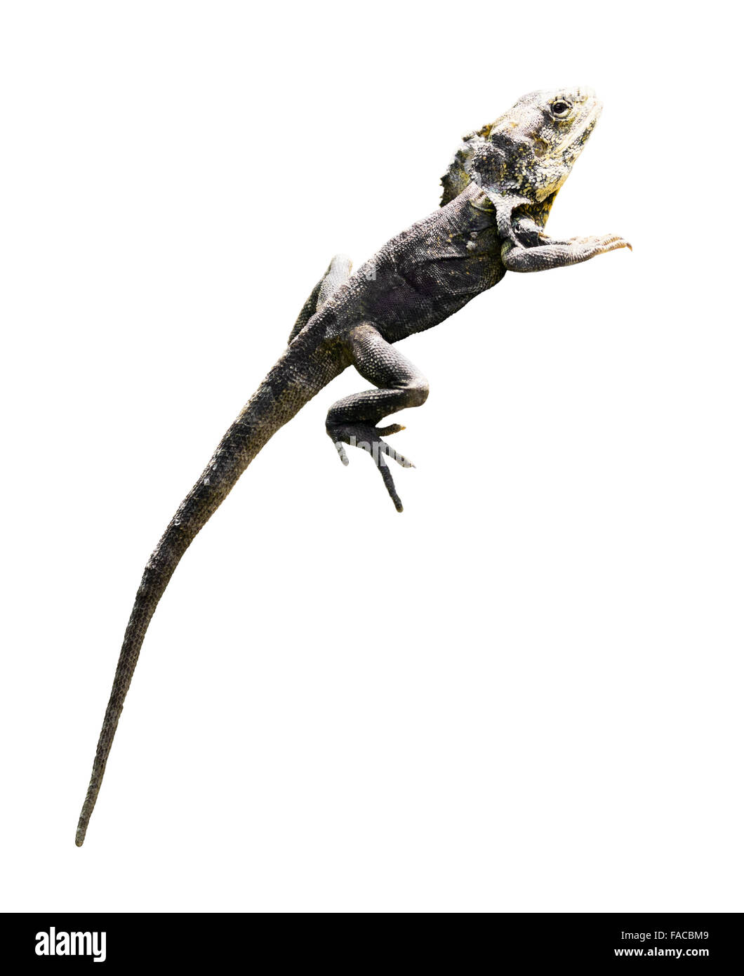 Frilled-neck lizard (Chlamydosaurus kingii). Isolated  over white background Stock Photo