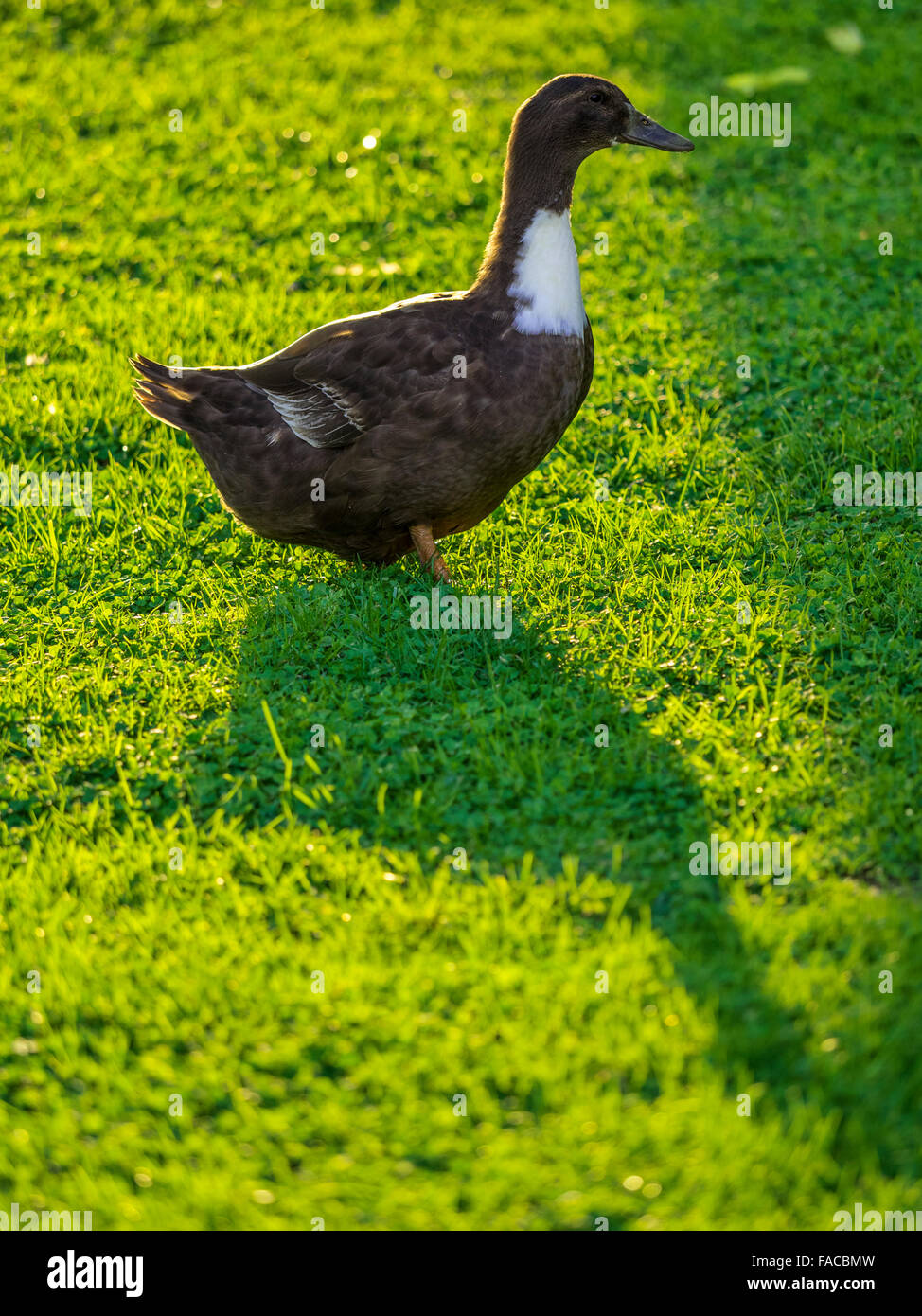 Ducks in a venitian garden, Italy Stock Photo - Alamy