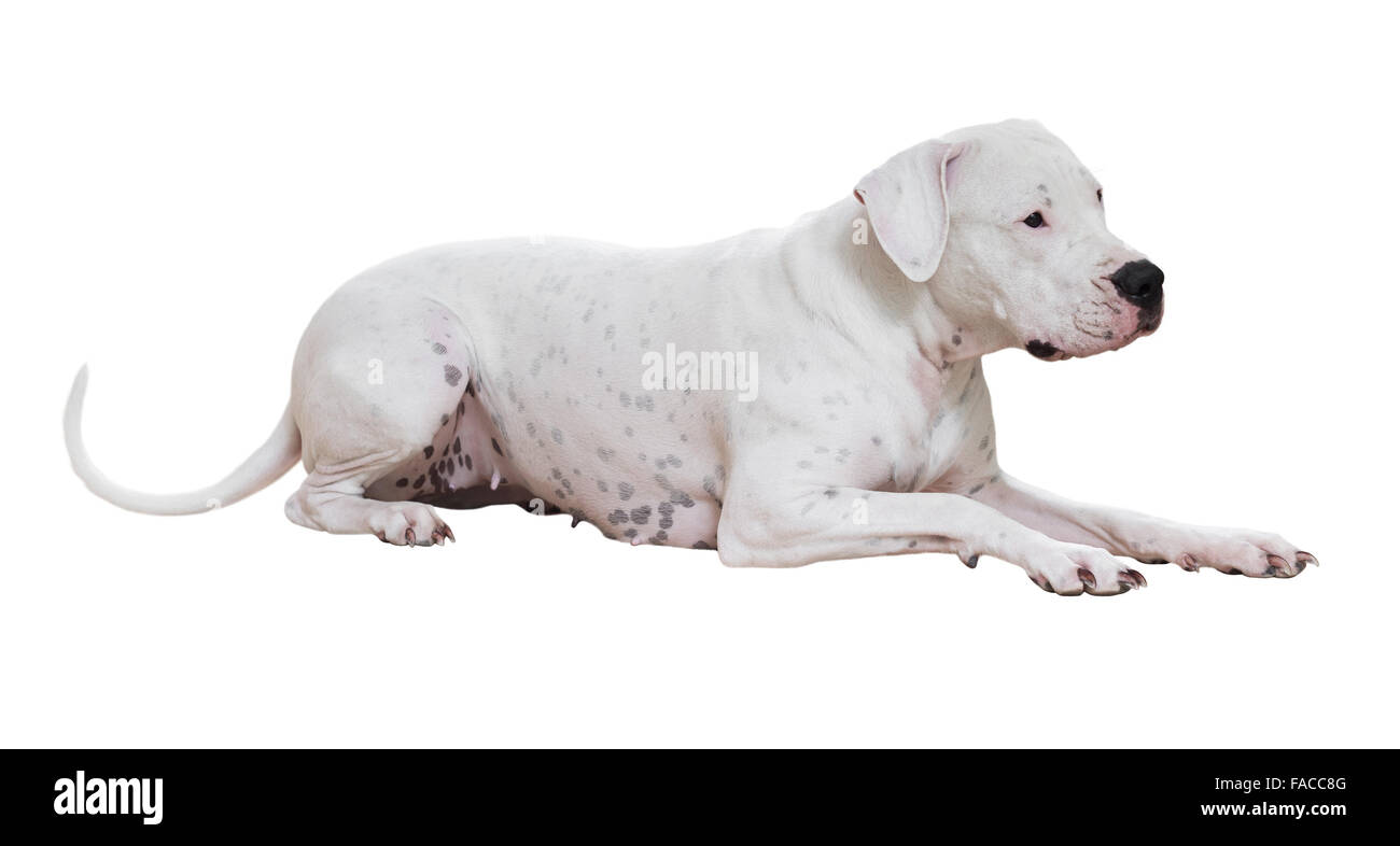 Lying dogo Argentino. Isolated over white background Stock Photo - Alamy