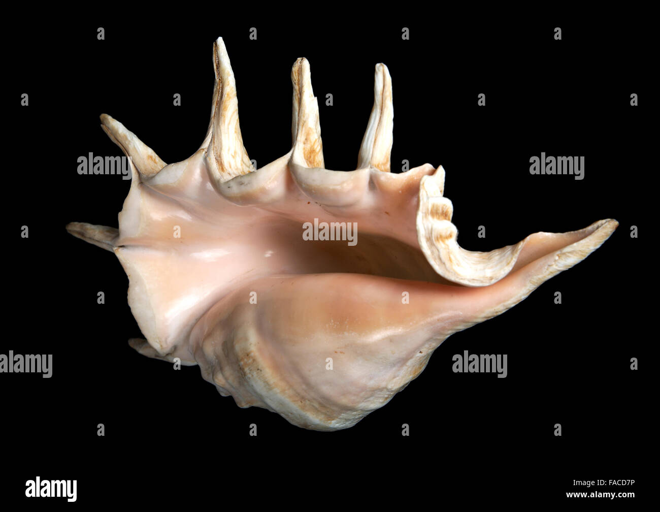 Cockleshell Structure Sea unusual cockleshell on a black background Stock Photo - Alamy