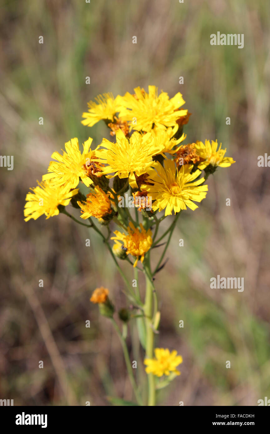 bunch of flowers of crepis in the meadow Stock Photo