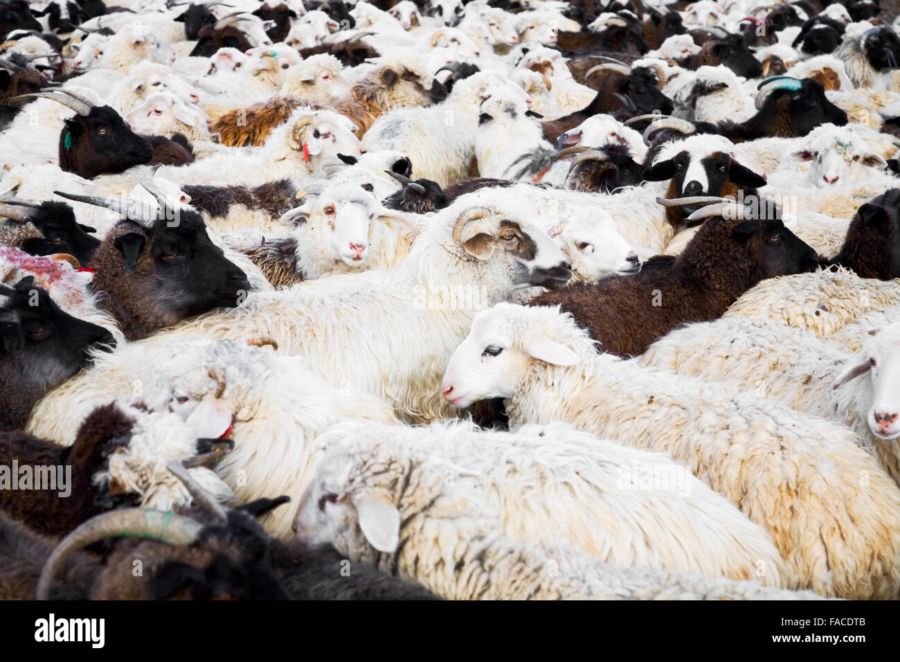 flock of sheep mixed with goats in a fenced pen Stock Photo - Alamy