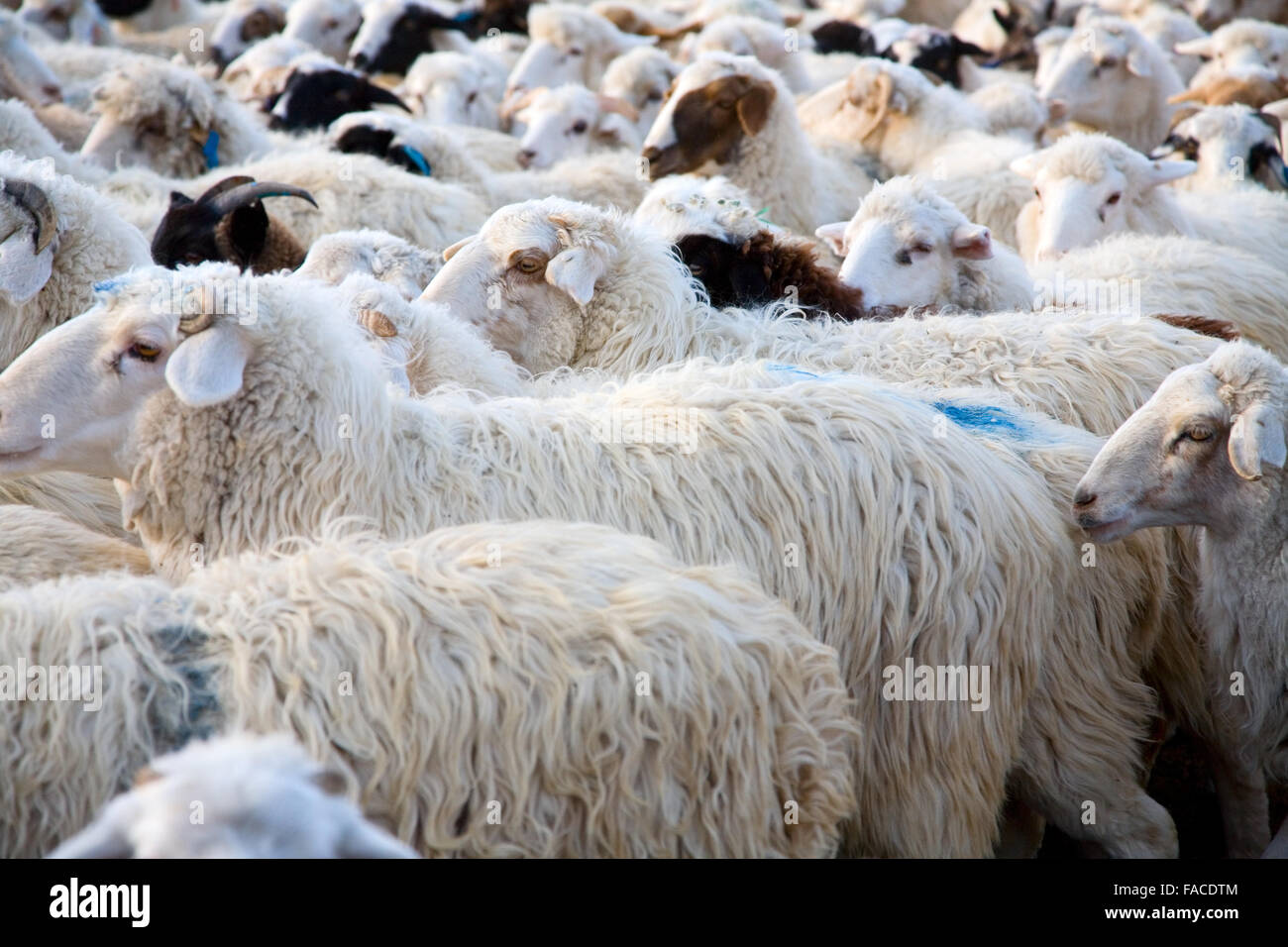 flock of sheep mixed with goats in a fenced pen Stock Photo - Alamy