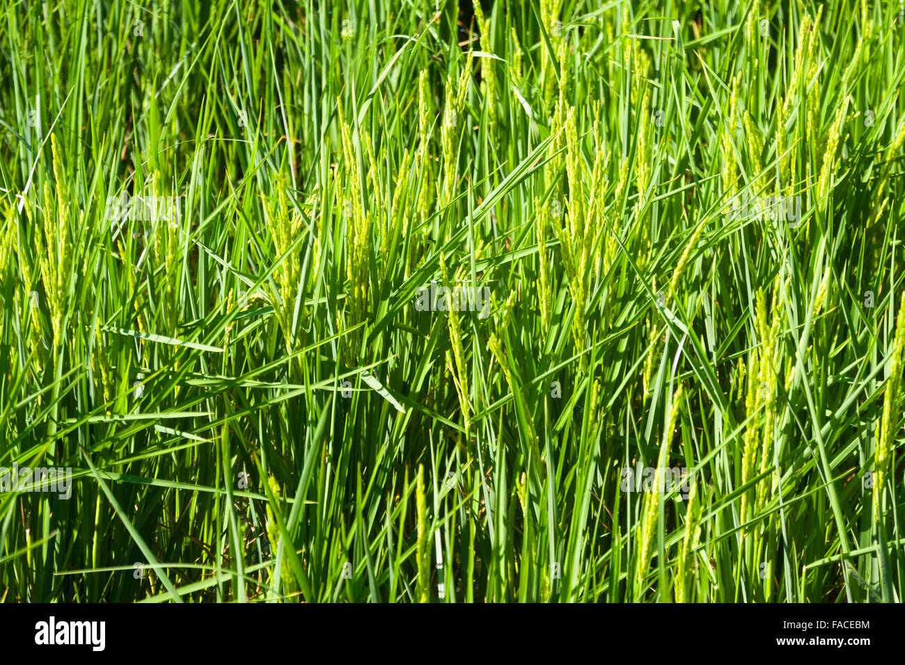 Closeup shot rice plants hi-res stock photography and images - Alamy
