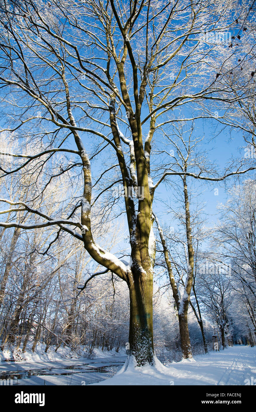 The tree and blue sky in winter Stock Photo - Alamy