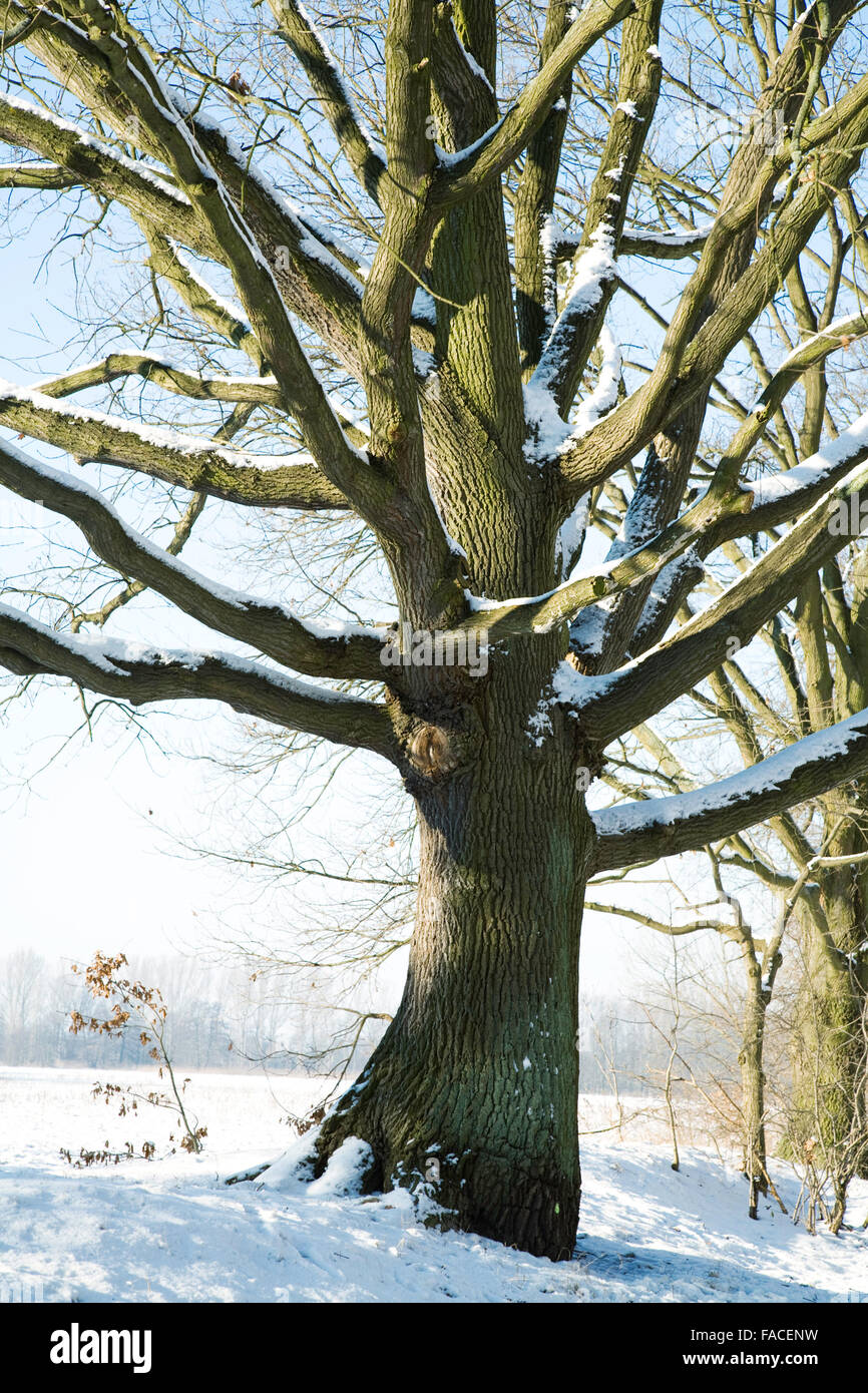 The tree and blue sky in winter Stock Photo - Alamy