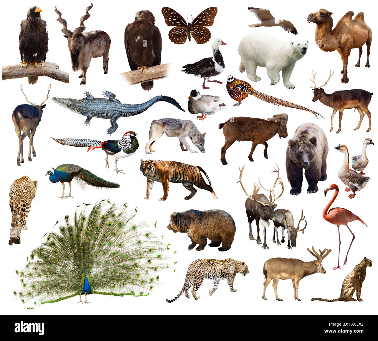 Indian animals hi-res stock photography and images - Alamy Indian animals hi-res stock photography and images - Alamy