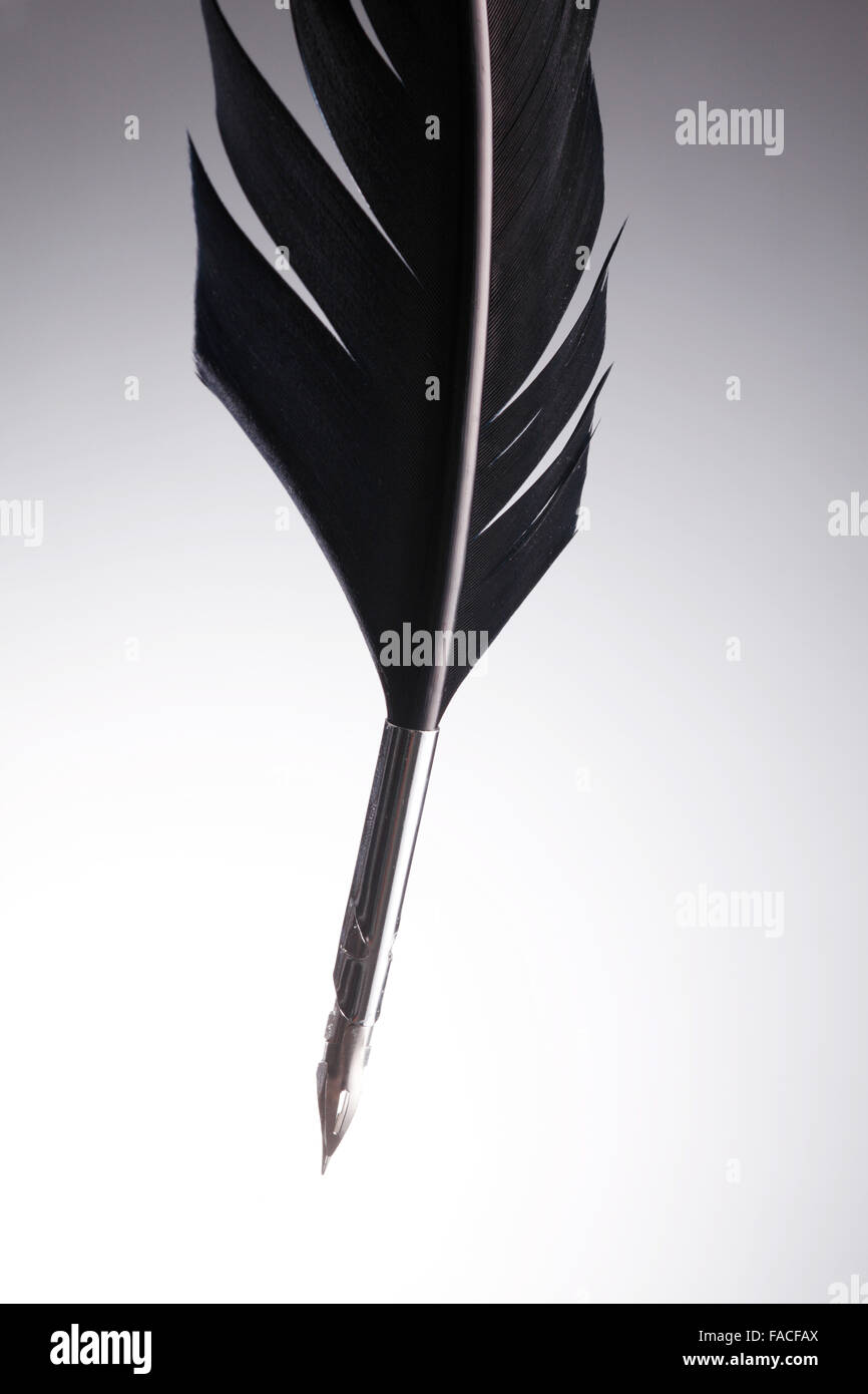 Closeup Of The Quill Pen On The Gray Background Stock Photo Alamy Closeup Of The Quill Pen On The Gray Background FACFAX