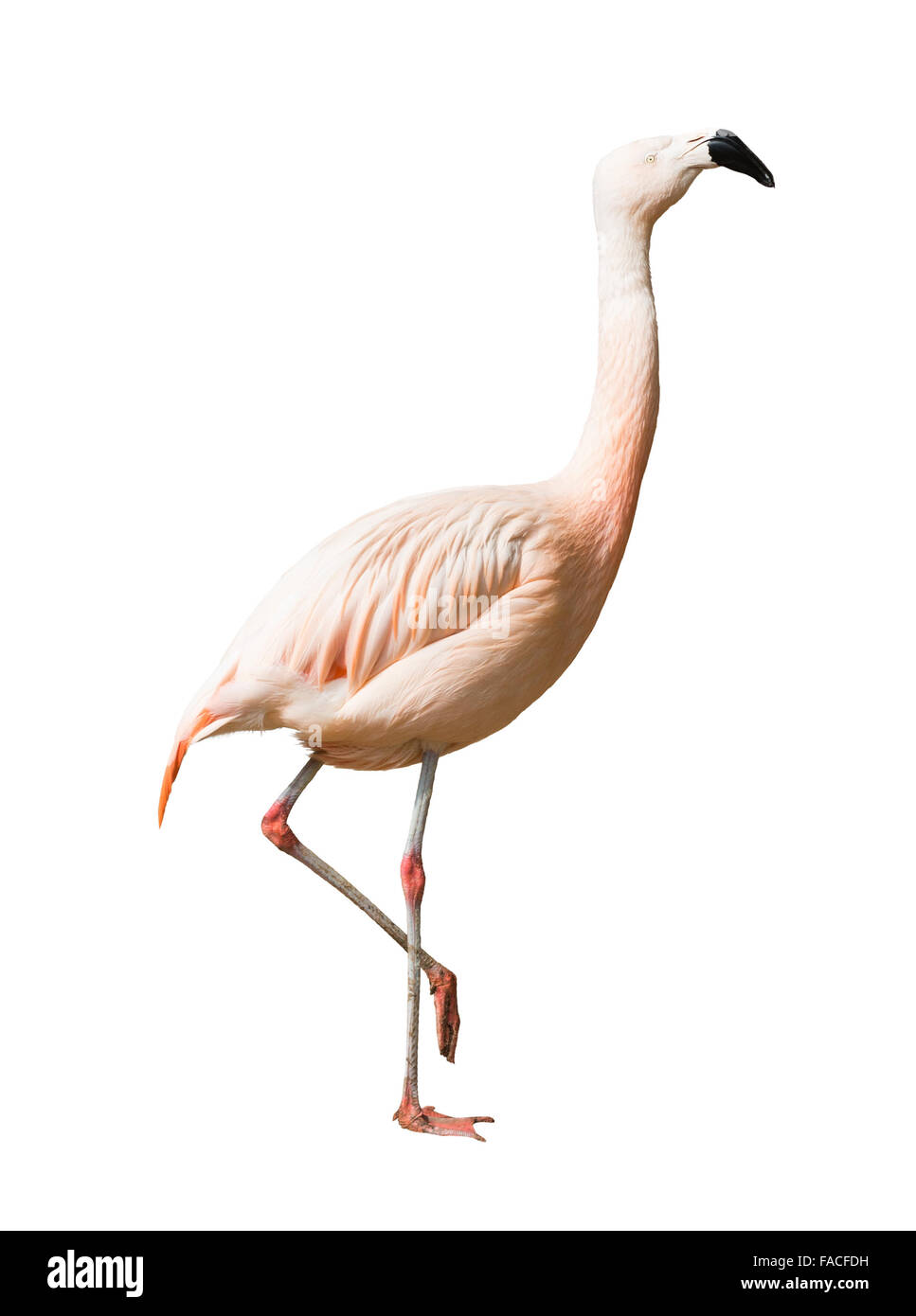 Full Length of Chilean flamingo (Phoenicopterus chilensis). Isolated over white background Stock Photo