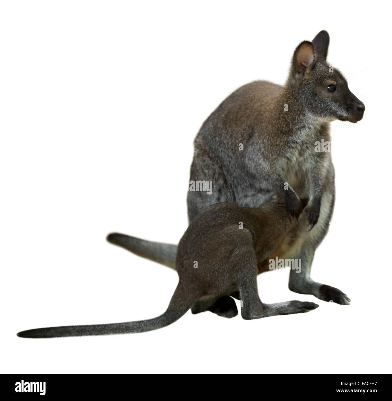 Red-necked wallaby with baby. Isolated over white background Stock Photo