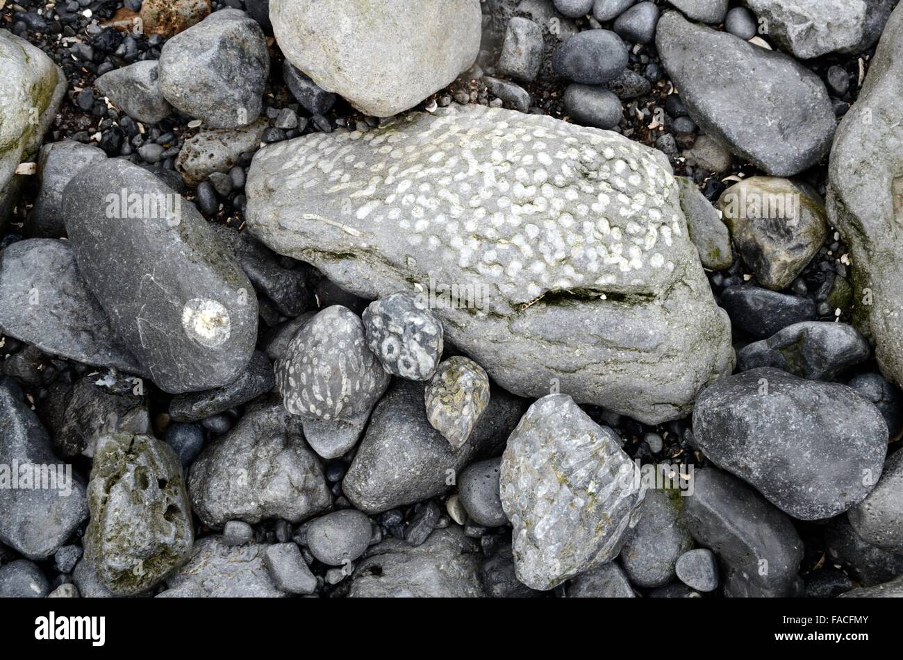 Limestone carboniferous with fossil coral Doorus Point Kinvarra County Galway Ireland Stock Photo