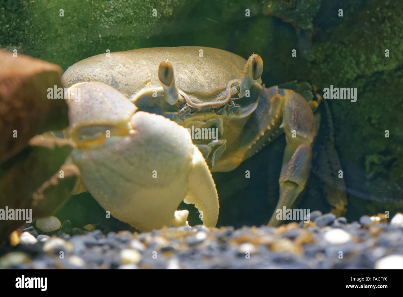 Rainbow crab (Cardisoma armatum) is a species of terrestrial crab. Stock Photo