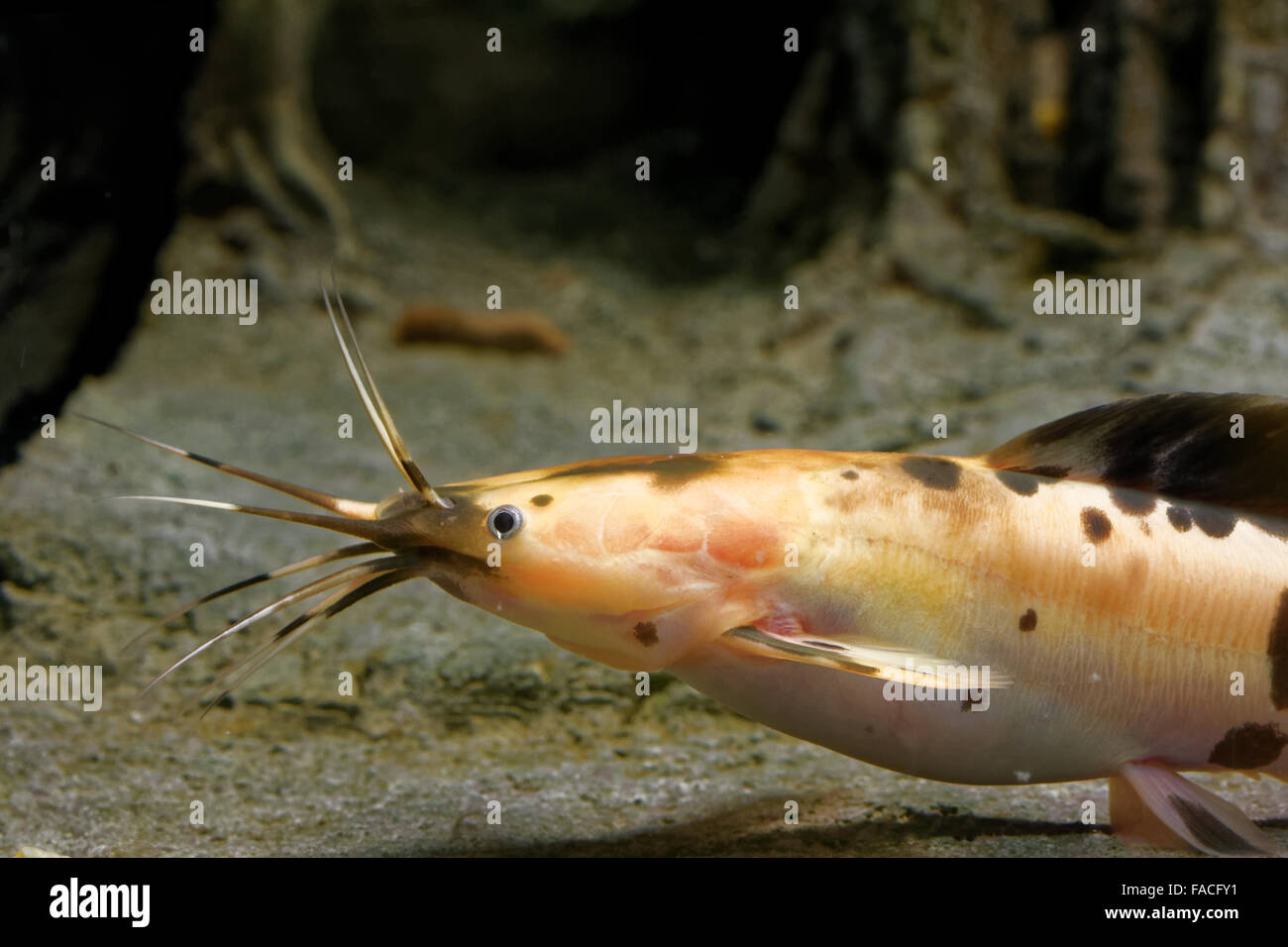 African sharptooth catfish is a species of catfish of the family Clariidae, the airbreathing catfishes. Stock Photo