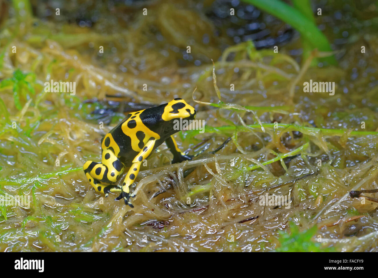 Yellow-banded poison dart frog (Dendrobates leucomelas), also known as yellow-headed poison dart frog or bumblebee poison frog, Stock Photo