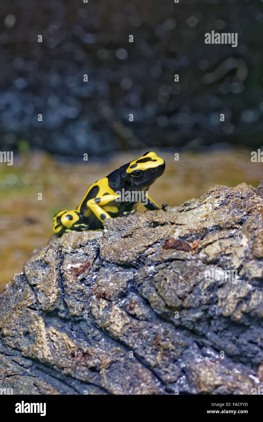 Yellow-banded poison dart frog (Dendrobates leucomelas), also known as yellow-headed poison dart frog or bumblebee poison frog, Stock Photo