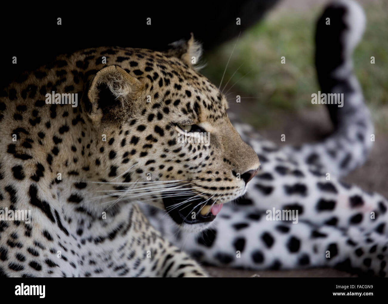 Leopard Relaxing in the Shade Tanzania East Africa Stock Photo Alamy
