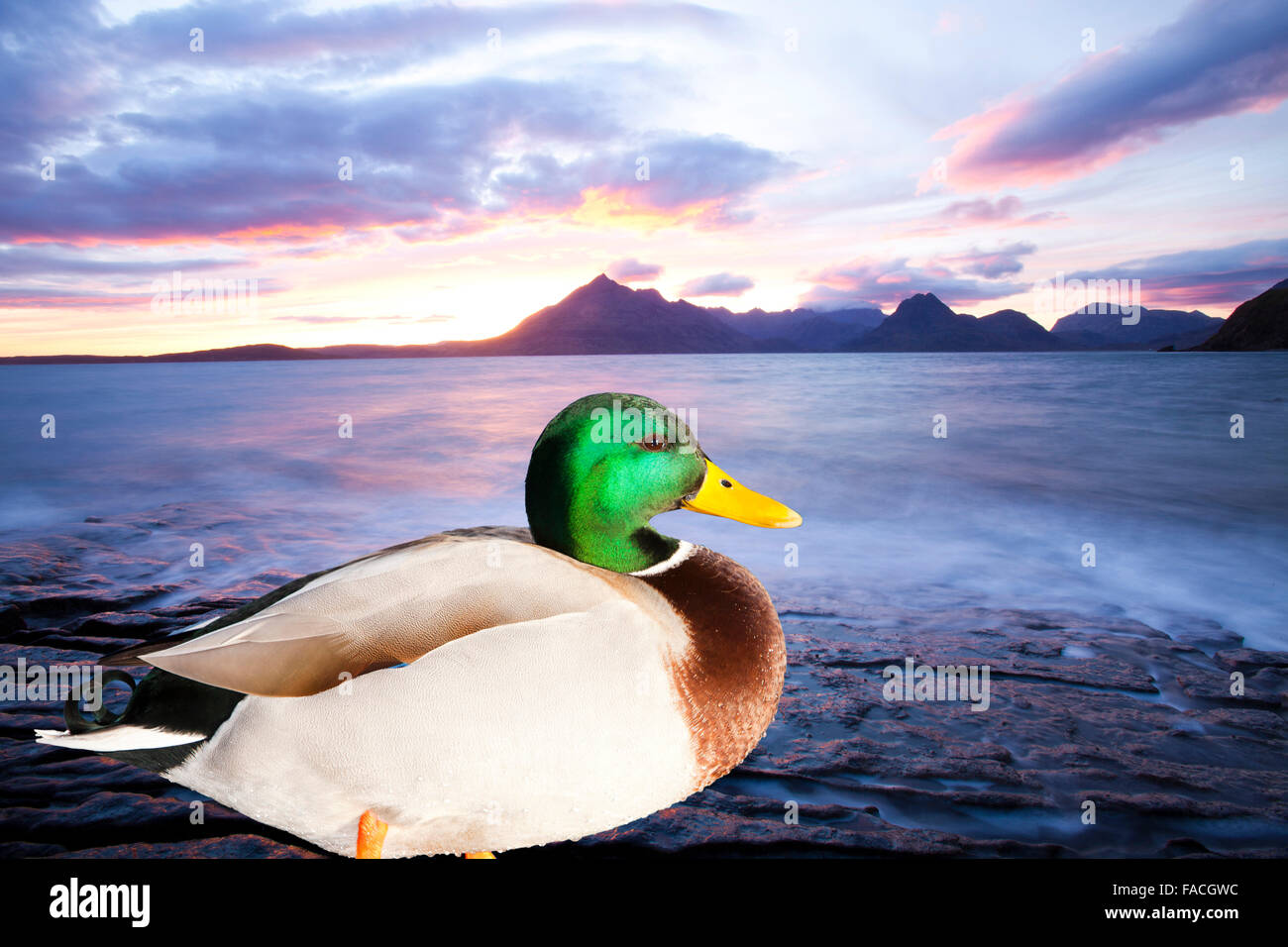 The Cuillin Ridge on the Isle of Skye, Scotland, UK, from Elgol, at sunset, with a Mallard in the foreground. Stock Photo