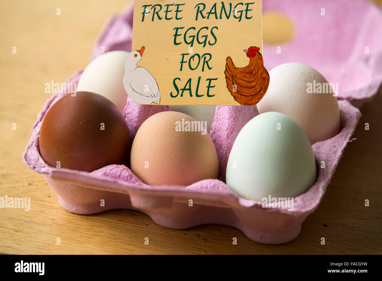 Free range eggs from happy chickens of different breeds. Stock Photo