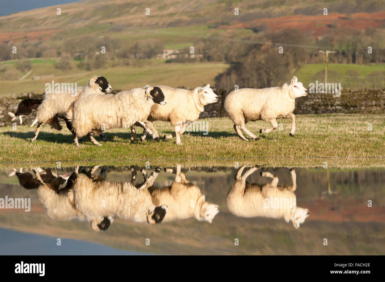Why Do Sheep Follow Dogs