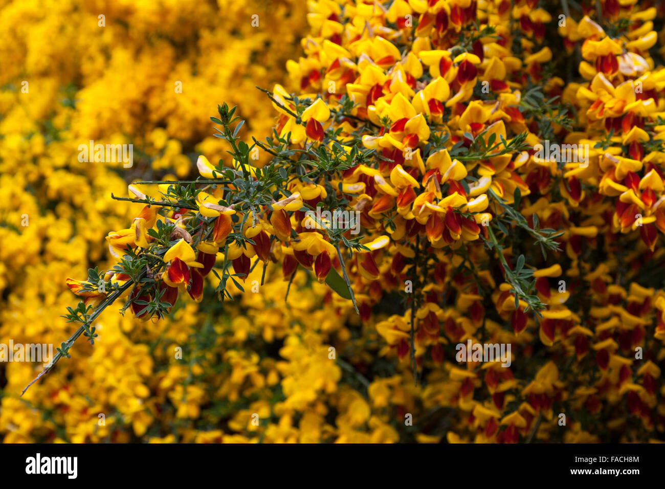 Yellow flowering Broom or Gorse (Genista) growing in South America