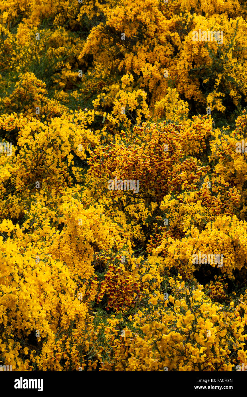 Yellow flowering Broom or Gorse (Genista) growing in South America