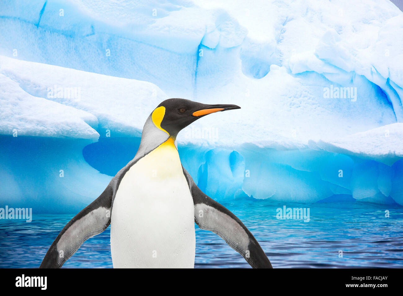 A King Penguin and an iceberg. Stock Photo