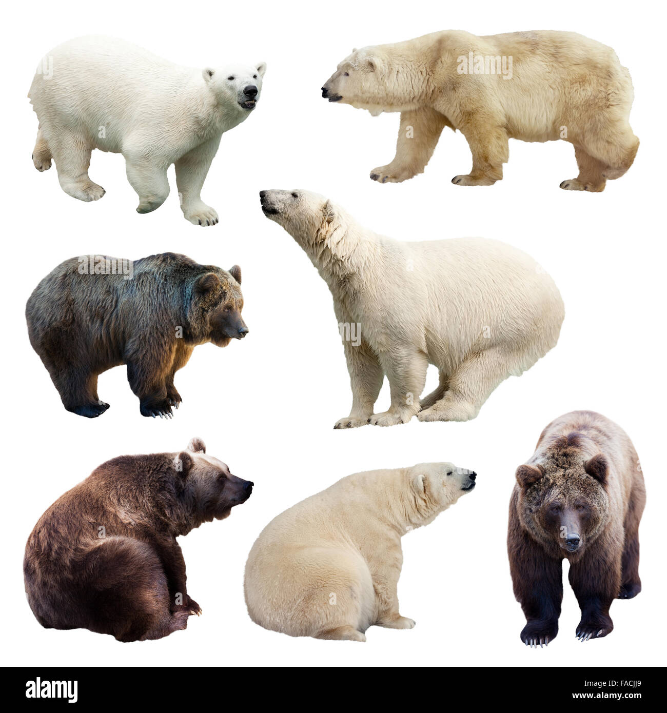 Медведь губач фото. Bear over. Медведь губач. Асадов медвежонок. Медведь с черными кругами вокруг глаз.