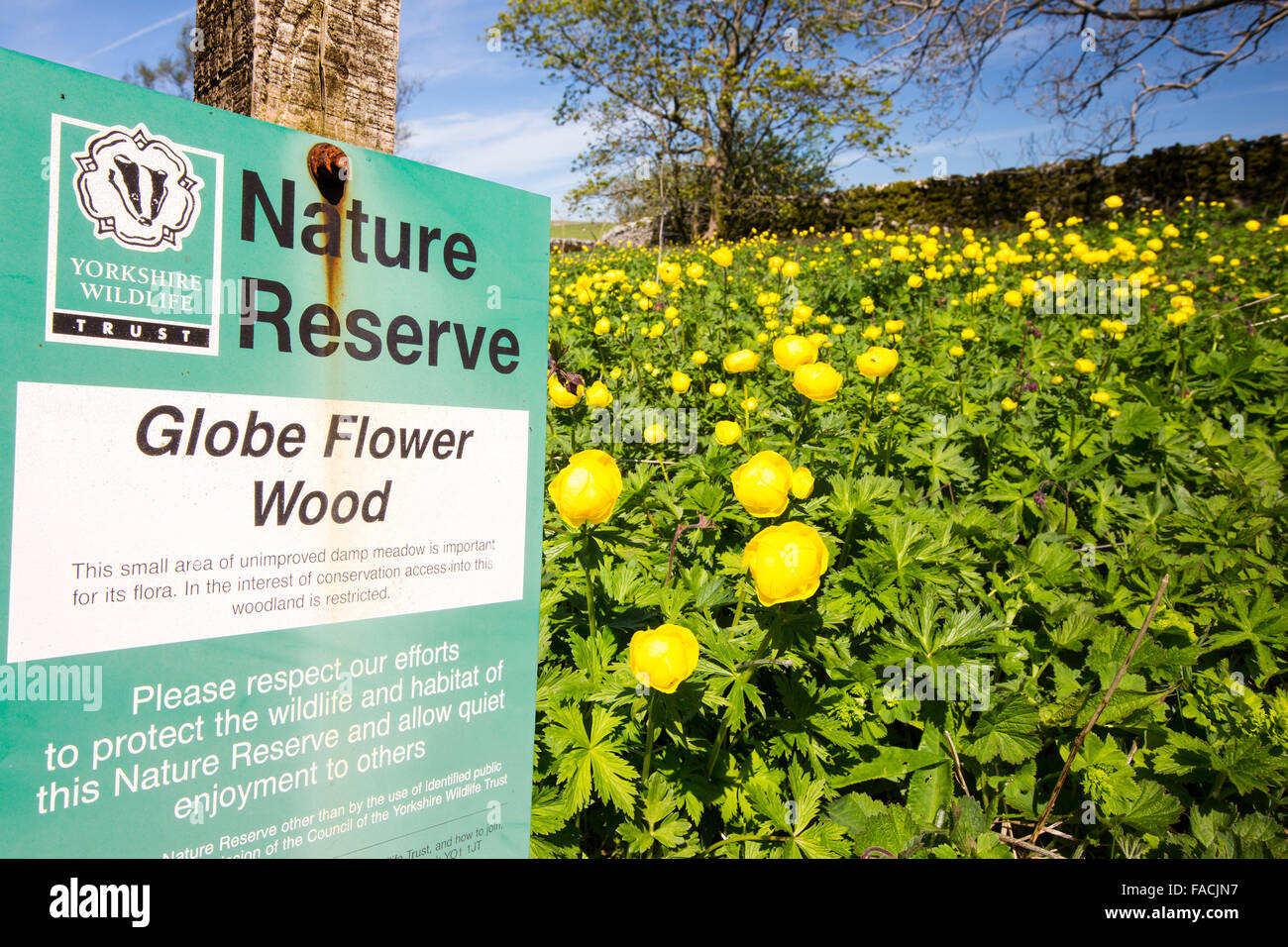 Globe Flowers, Trollius europaeus on a tiny nature reserve near malham tarn in the Yorkshire Dales, UK. Stock Photo