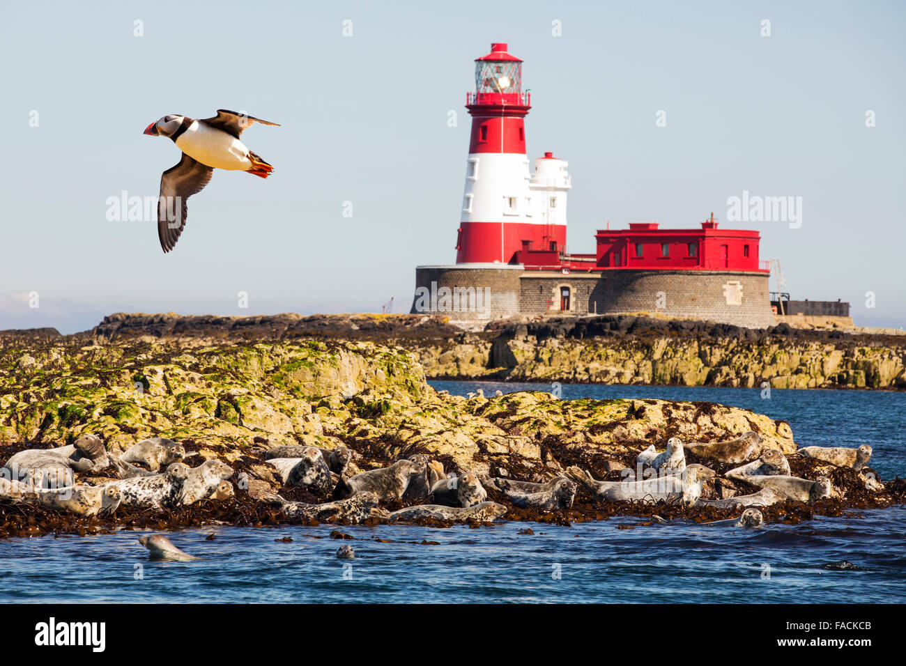 Common Seals, Phoca vitulina, on the Farne Islands, Northumberland, UK, with the Longstone lighthouse that Grace Darling perform Stock Photo