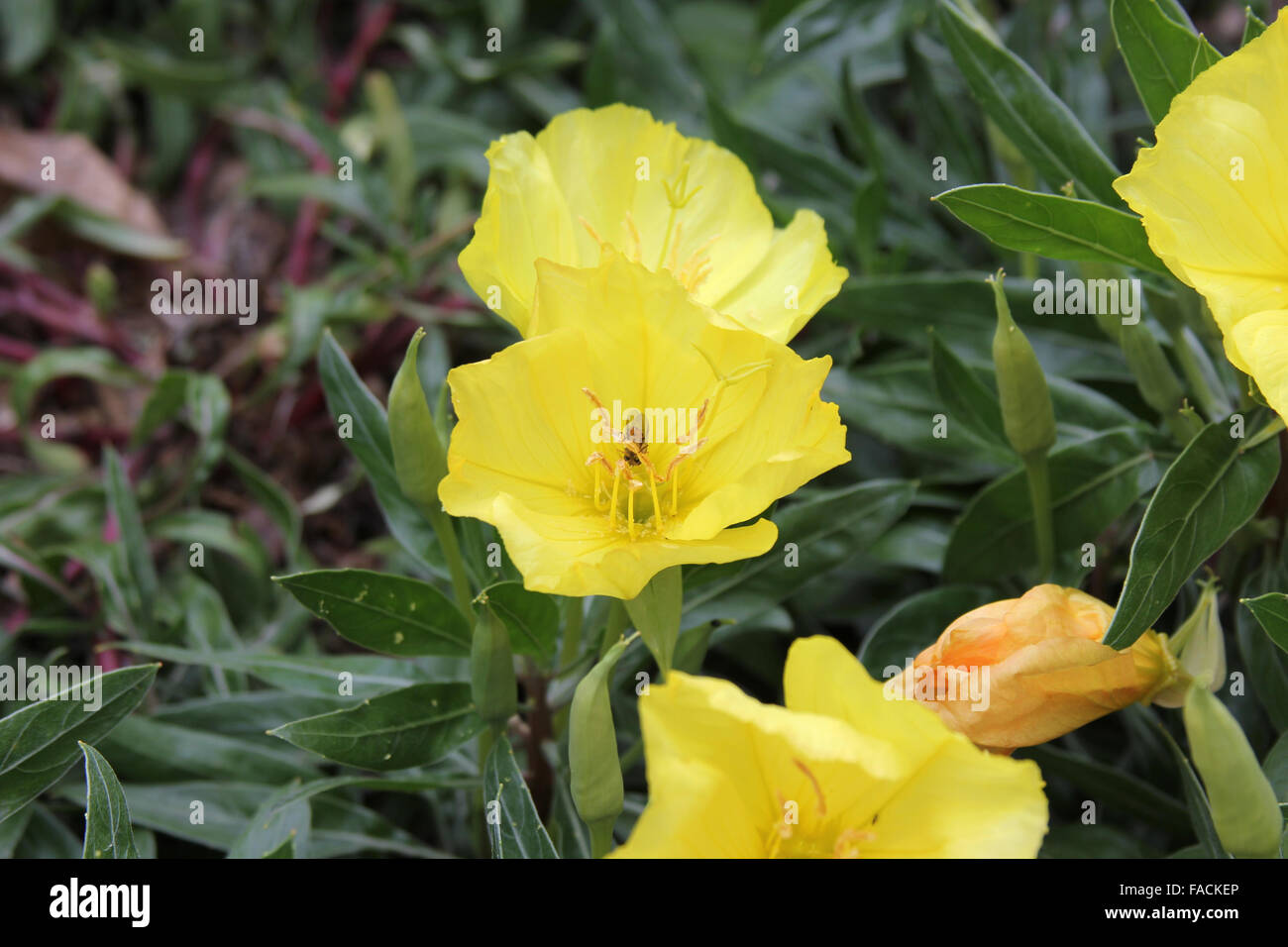 Ventral view of marmalade hoverfly (Episyrphus balteatus) on an evening primrose (Oenothera) Stock Photo