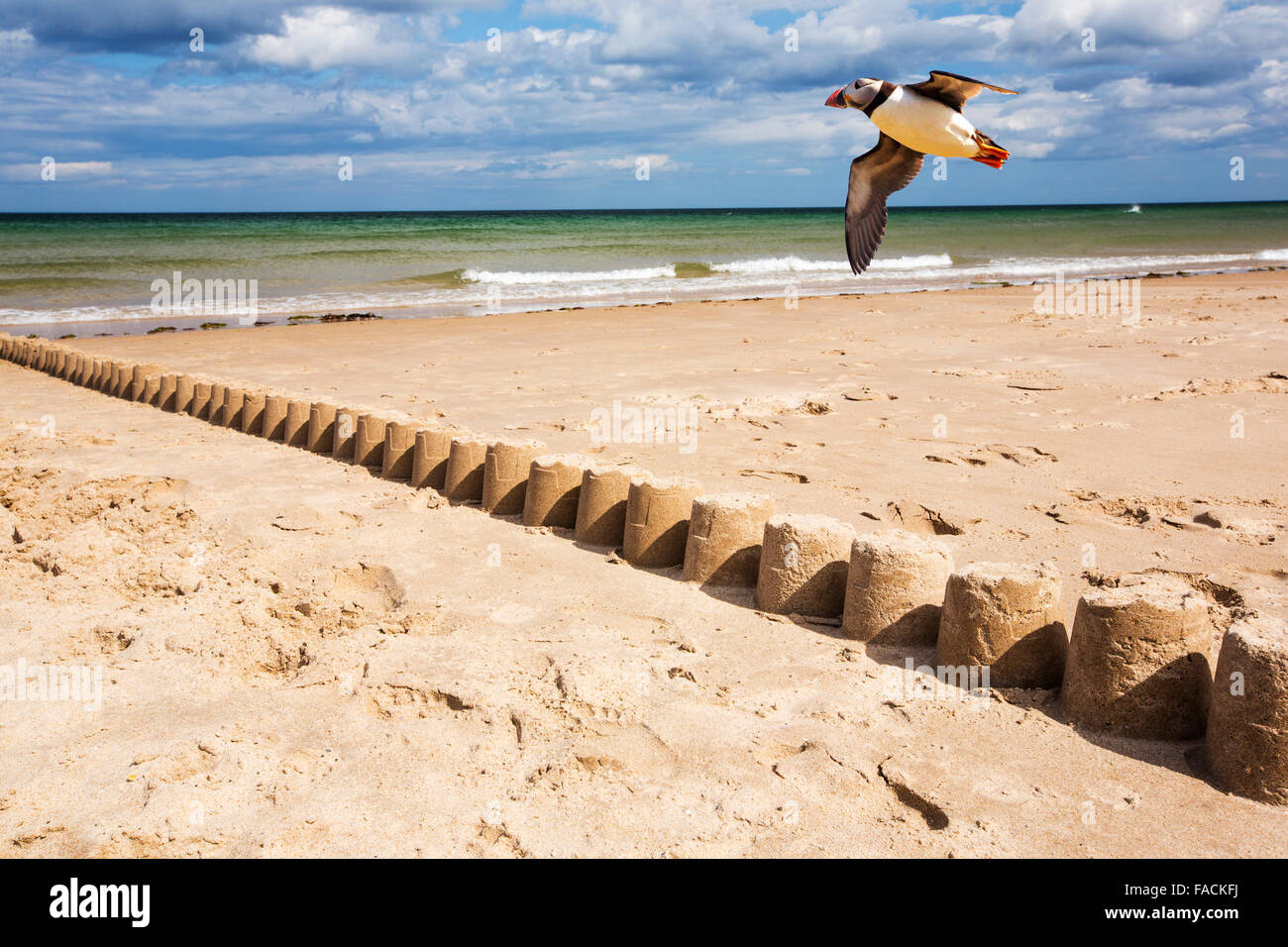 A line of sandcastles on a beach in Northumberland, UK with a Puffin flying over. Stock Photo