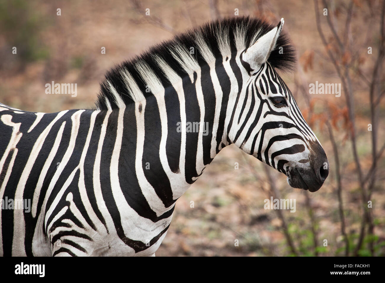 African Zebra closeup Stock Photo