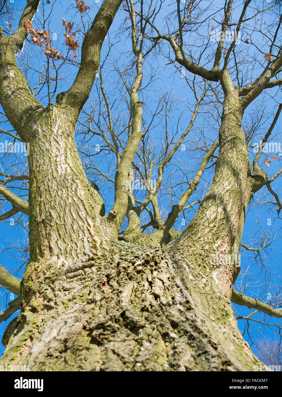 The tree and blue sky in winter Stock Photo - Alamy