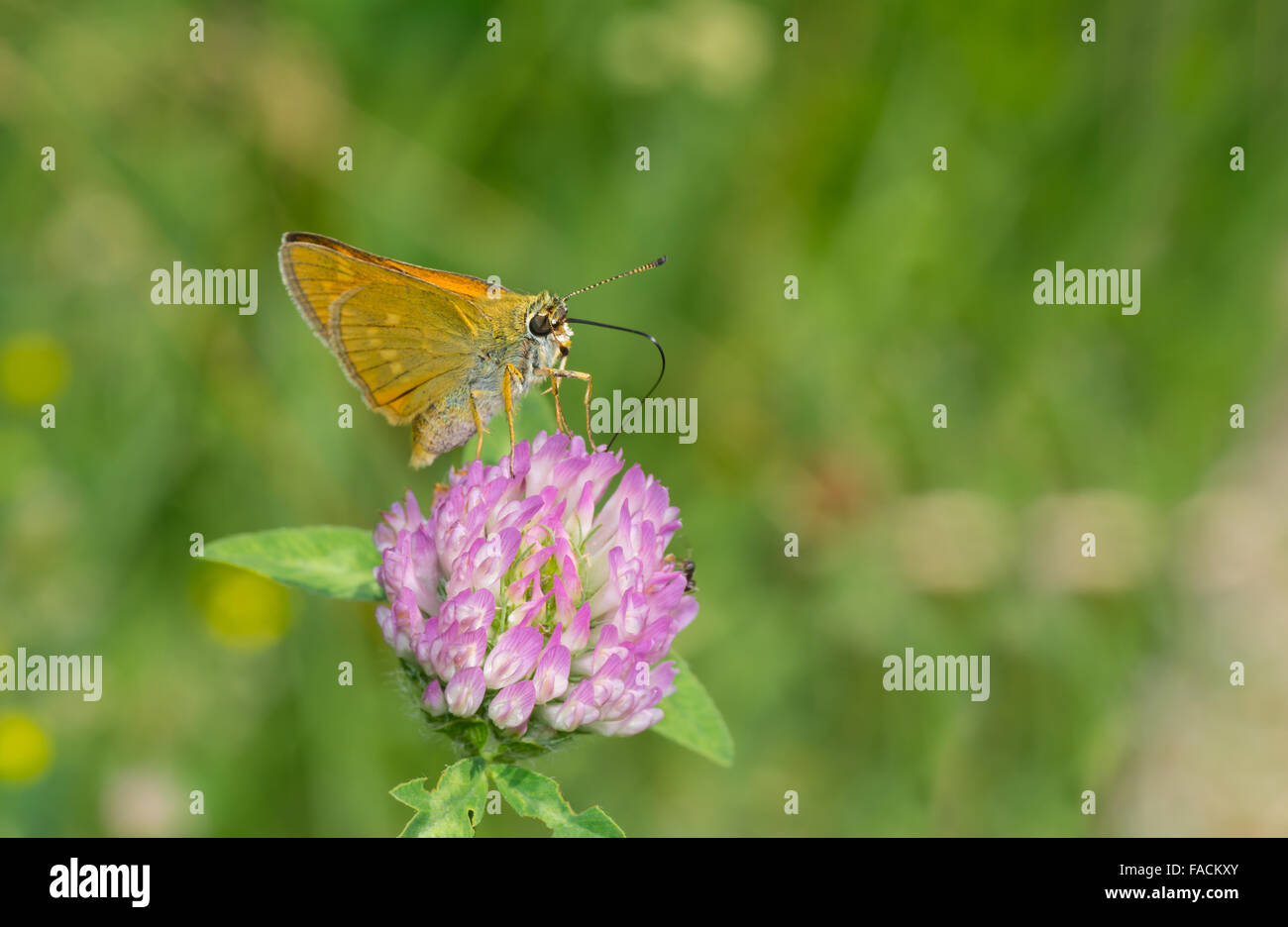 Skipper (Hesperiidae) butterfly sucking nectar on flowering wild clover