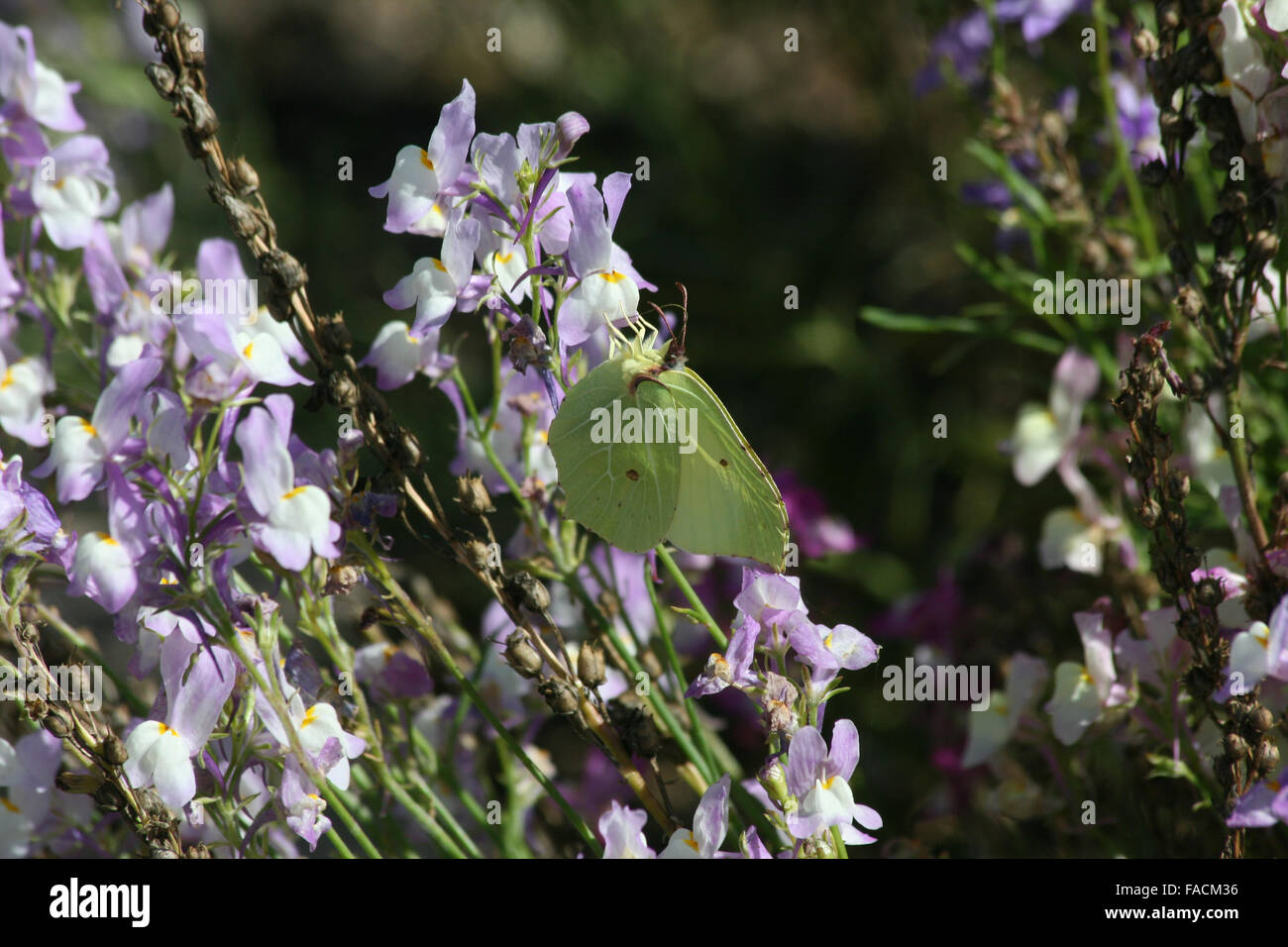 Female brimstone butterfly (Gonepteryx rhamni) feeding on linaria flower (Linaria 'fairy bouquet') Stock Photo