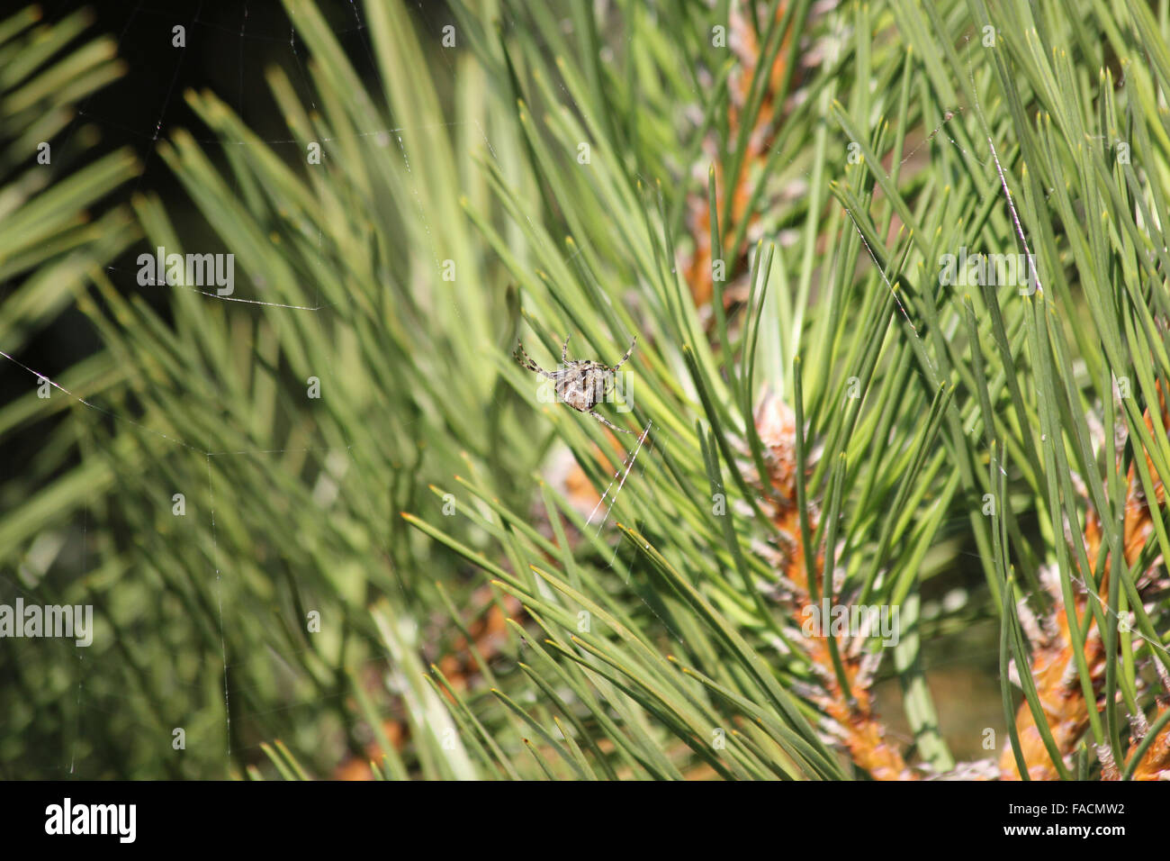 European garden spider (Araneus diadematus) spinning web in Austrian pine (Pinus nigra) Stock Photo