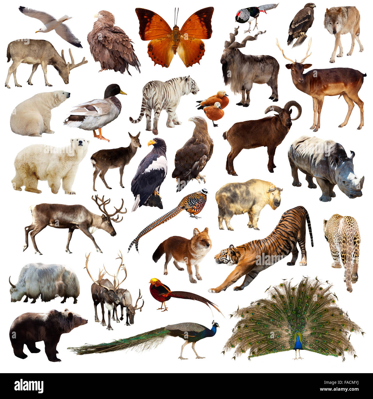 Indian animals hi-res stock photography and images - Alamy Indian animals hi-res stock photography and images - Alamy