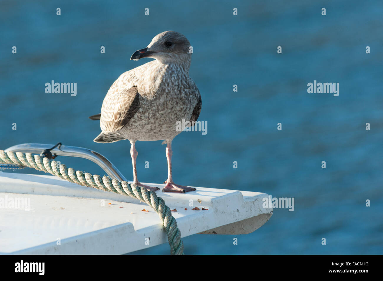 Young Herring Gull (Larus argentatus Stock Photo Alamy