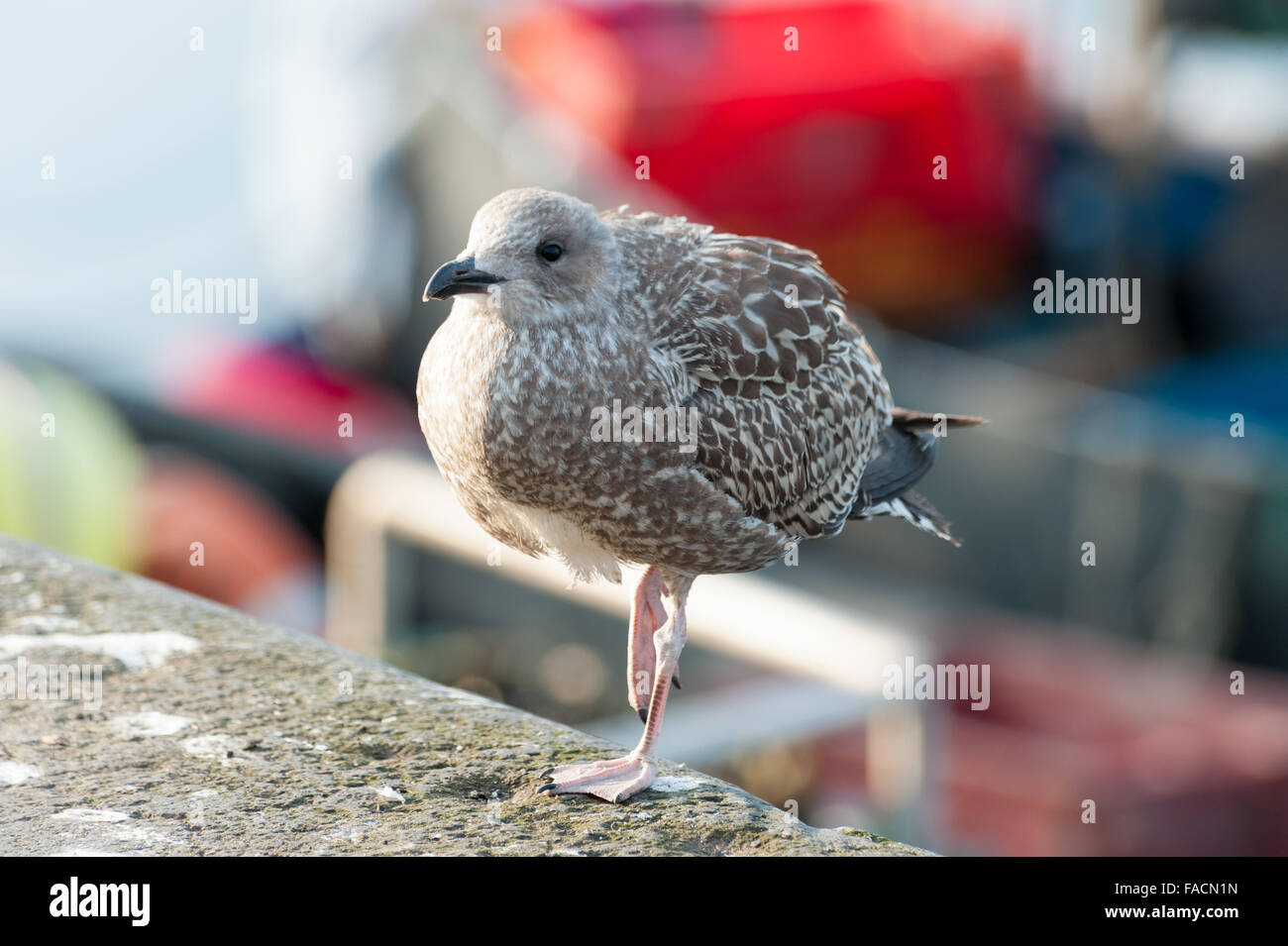 A young Herring gull balancing on one leg at Ullapool harbour West