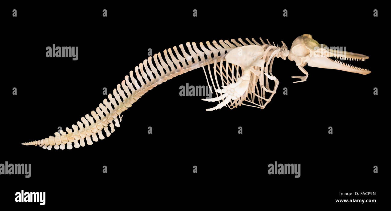 Dolphin bones hi-res stock photography and images - Alamy