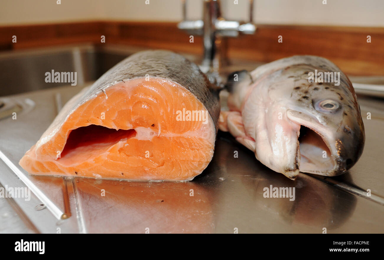 Salmon Fish Whole Images – Browse 14,270 Stock Photos, Vectors